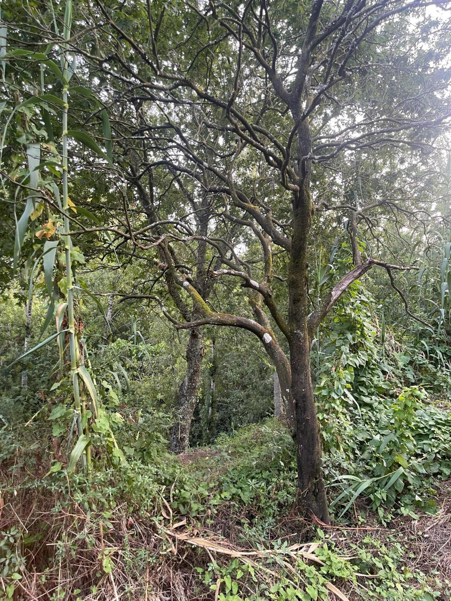 Nascente, Place In Nature Next To A Waterfall Loureiro  Buitenkant foto