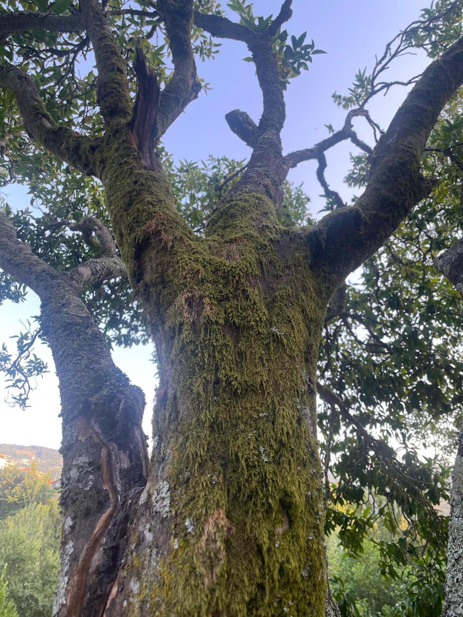 Nascente, Place In Nature Next To A Waterfall Loureiro  Buitenkant foto