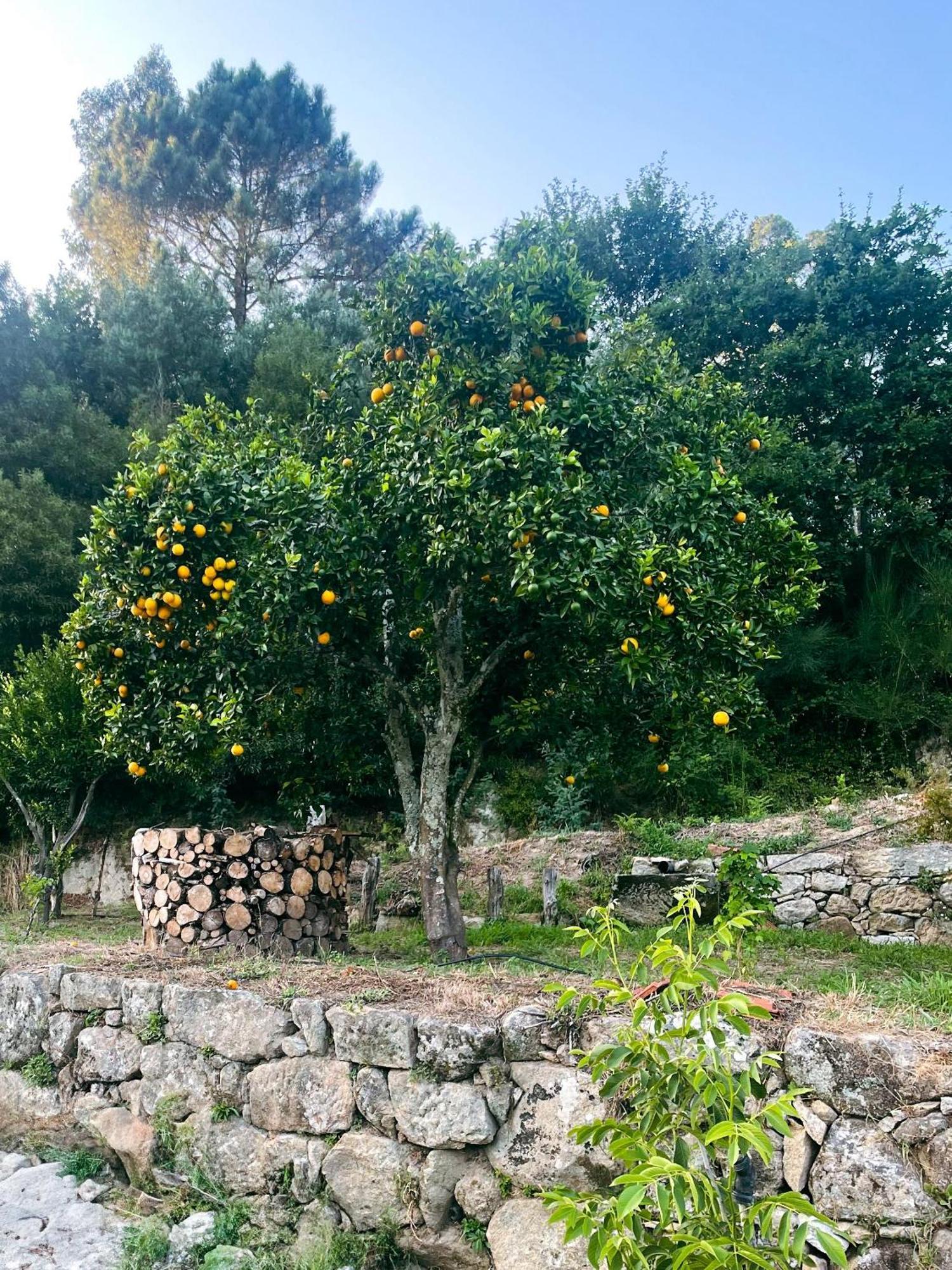 Nascente, Place In Nature Next To A Waterfall Loureiro  Buitenkant foto